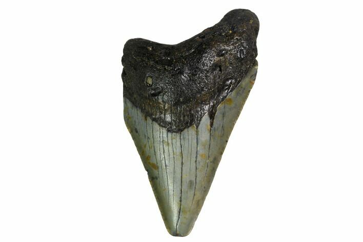 Bargain, Megalodon Tooth - North Carolina #152834